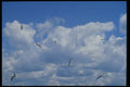 243067 Flying Free A4 Photo Print