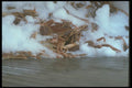 243073 Iced Crab A4 Photo Print