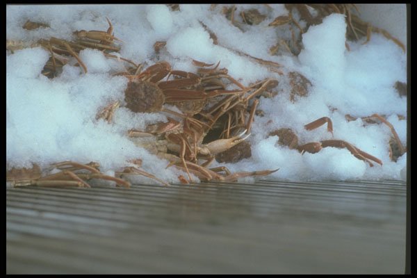 243073 Iced Crab A4 Photo Print