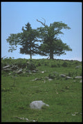 243081 Trees A4 Photo Print