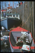 243099 Unloading Rockweed A4 Photo Print