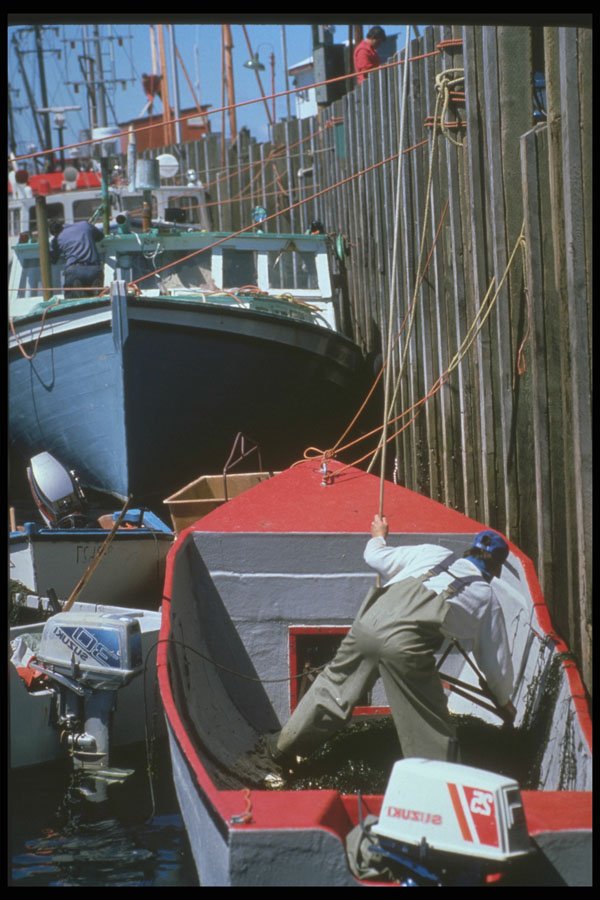 243099 Unloading Rockweed A4 Photo Print
