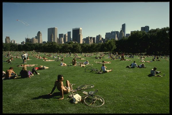 244050 Sheep Meadow A4 Photo Print