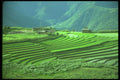 246019 Rice Paddies, Kanglung, Eastern Bhutan A4 Photo Print
