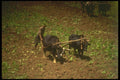 246025 Oxen Ploughing, Kanglung, Eastern Bhutan A4 Photo Print