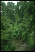 246028 Forest In Southern Bhutan A4 Photo Print