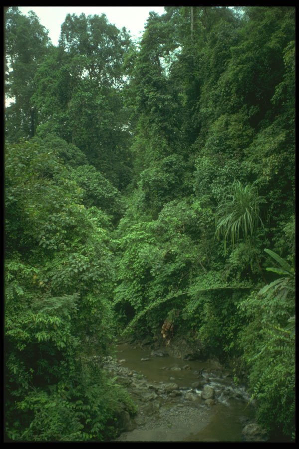 246028 Forest In Southern Bhutan A4 Photo Print