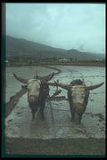 246042 Oxen Plough Rice Paddies, Paro Valley, Western Bhutan A4 Photo Print