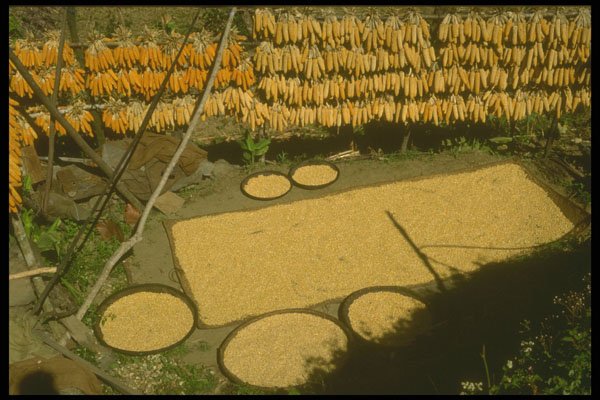 246051 Corn Drying, Yurung, Pema Gatshel A4 Photo Print