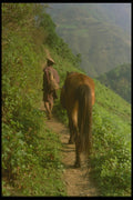 246061 Man With Horse On Path, Pema Gatshel A4 Photo Print