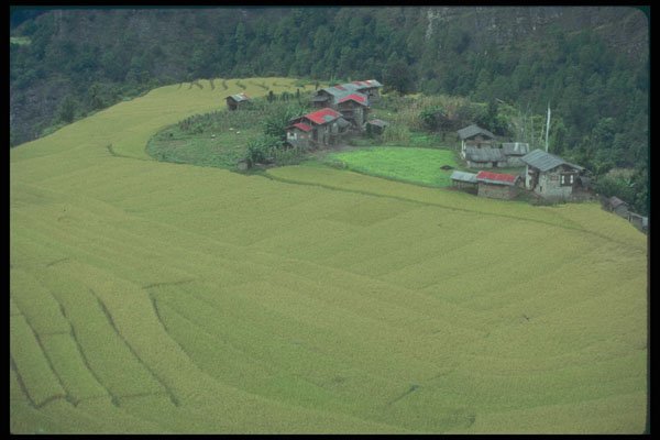 246082 Paddy fields in Kangpara, Tashigang A4 Photo Print