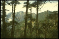 246092 Forest Near Trungsa La A4 Photo Print