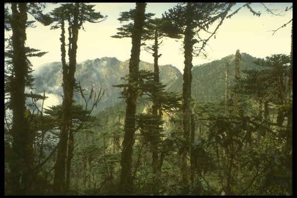 246092 Forest Near Trungsa La A4 Photo Print