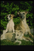 247000 Whippet And Pups A4 Photo Print