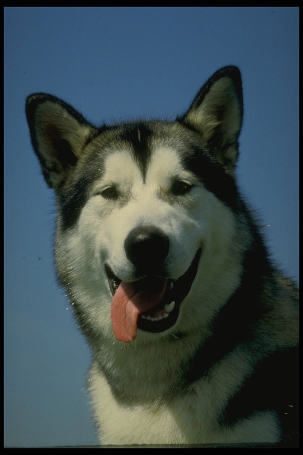 247001 Alaskan Malamute A4 Photo Print