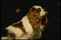 247002 King Charles Spaniel A4 Photo Print