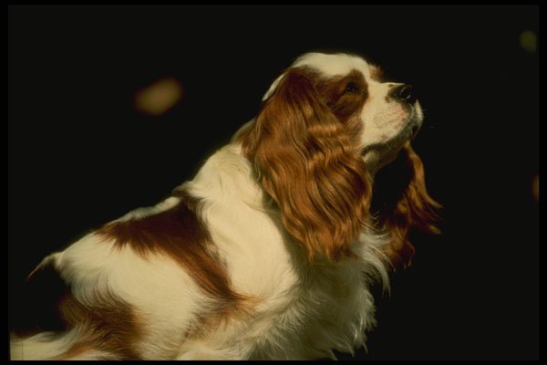 247002 King Charles Spaniel A4 Photo Print
