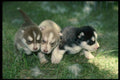 247003 Siberian Husky Pups, 3 Weeks A4 Photo Print