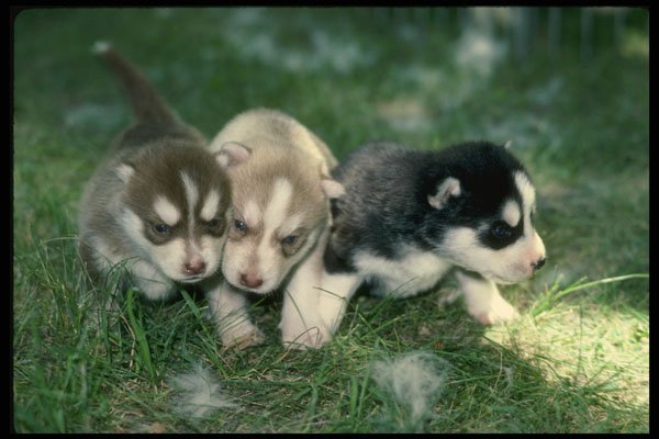 247003 Siberian Husky Pups, 3 Weeks A4 Photo Print