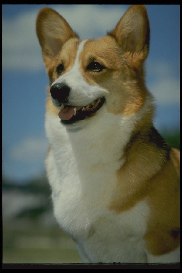 247004 Mirage, Welsh Corgi A4 Photo Print