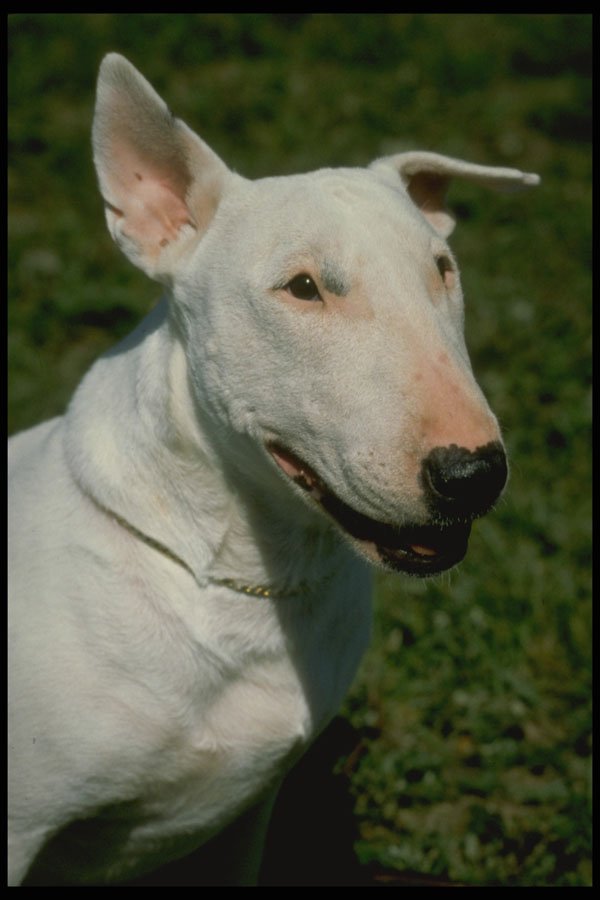 247005 Kije, Bull Terrier A4 Photo Print