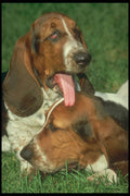 247006 Basset Hound Pups A4 Photo Print