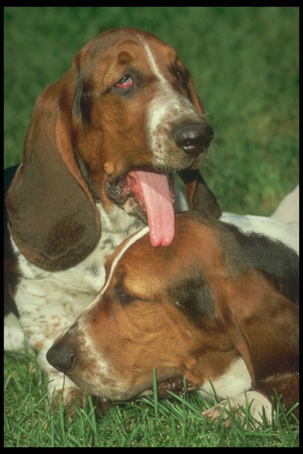 247006 Basset Hound Pups A4 Photo Print
