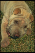 247007 Shar Pei A4 Photo Print
