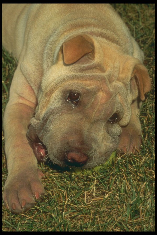 247007 Shar Pei A4 Photo Print