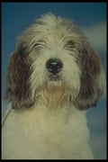 247008 Louis, Petit Basset Griffon De Vendeen A4 Photo Print