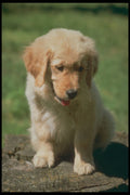 247009 Golden Retriever Pup A4 Photo Print