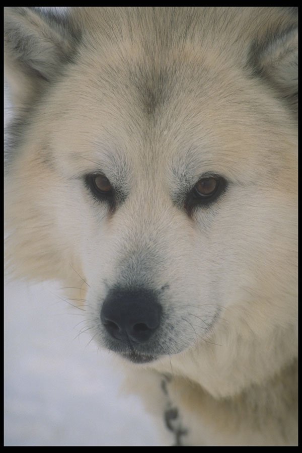 247010 Eskimo Sled Dog A4 Photo Print