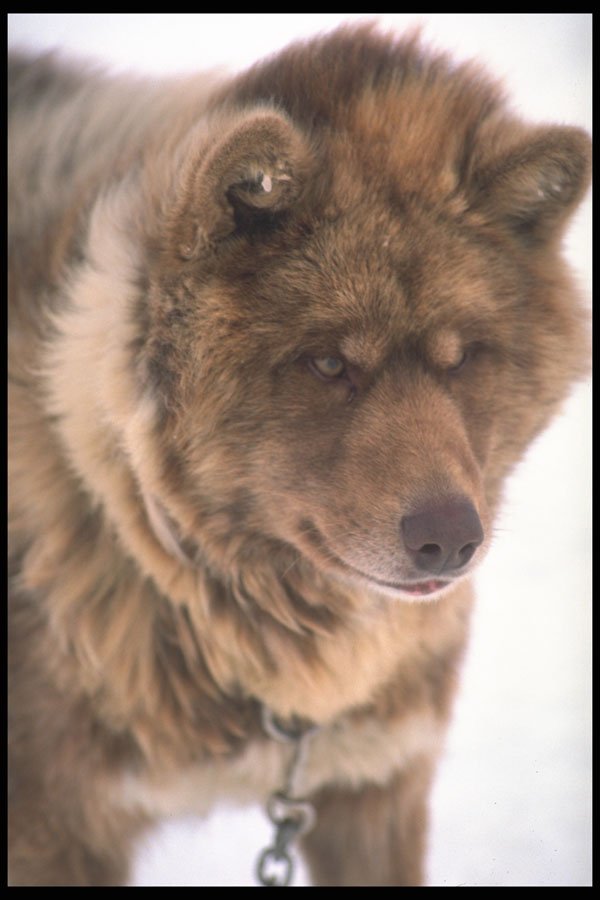 247011 Eskimo Sled Dog A4 Photo Print