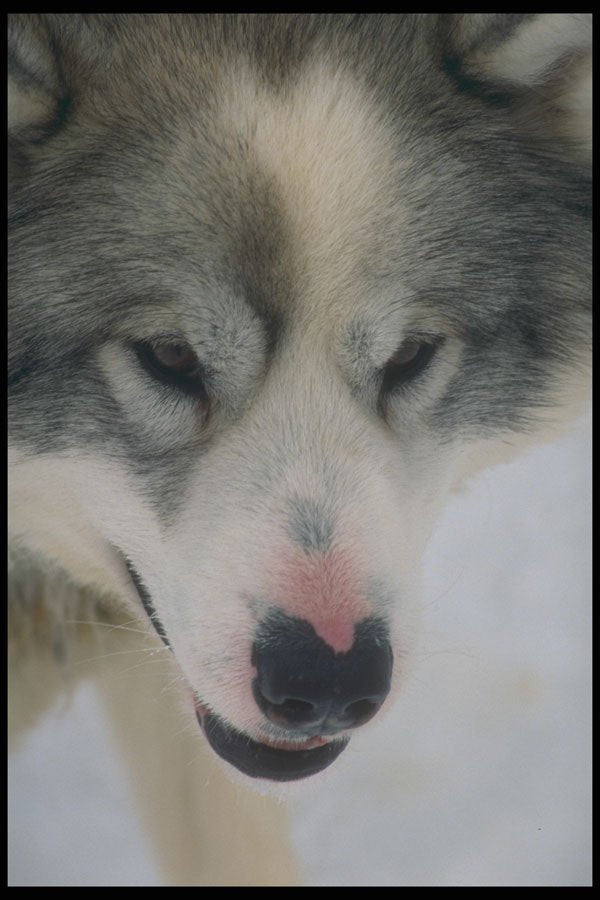 247013 Eskimo Sled Dog A4 Photo Print