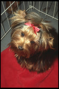 247014 Yorkshire Terrier In Show Cage A4 Photo Print