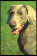 247015 Weimaraner A4 Photo Print