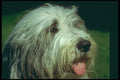247016 Bearded Collie A4 Photo Print