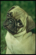 247017 Pug Dog A4 Photo Print