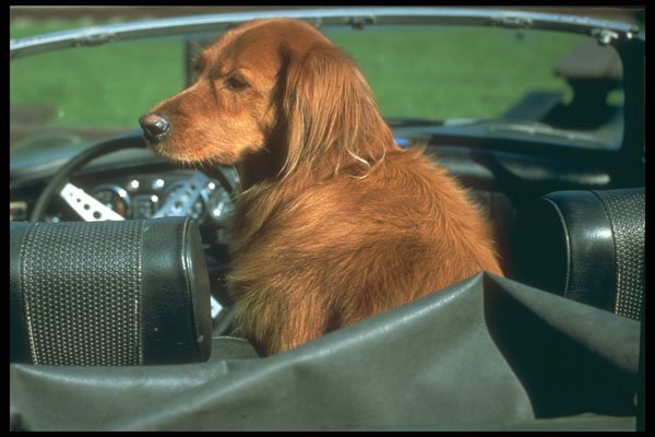 247019 Irish Setter A4 Photo Print