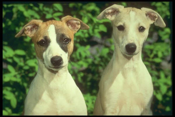 247020 Whippets A4 Photo Print