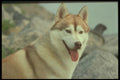 247021 Siberian Husky A4 Photo Print
