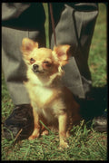247022 Chihuahua A4 Photo Print