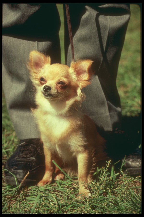 247022 Chihuahua A4 Photo Print