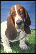 247023 Basset Hound A4 Photo Print