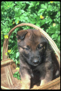 247024 German Shepherd Pup A4 Photo Print