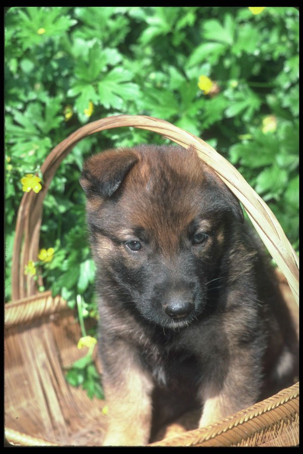 247024 German Shepherd Pup A4 Photo Print