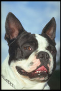 247025 Boston Terrier A4 Photo Print