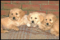 247026 Three Retriever Pups A4 Photo Print