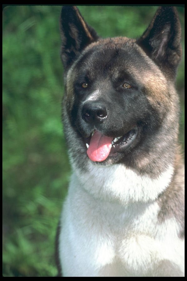 247027 Akita A4 Photo Print