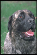 247028 Mastiff A4 Photo Print